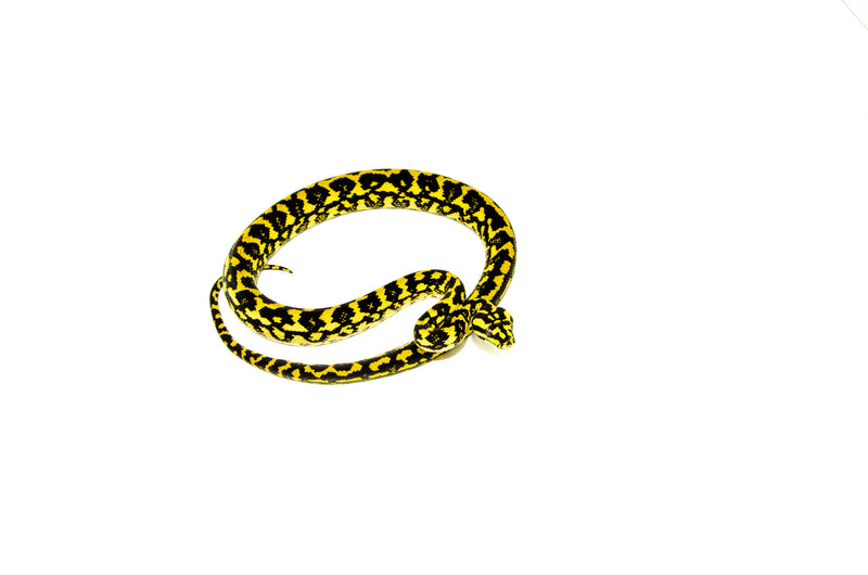 Jungle Carpet Python Yearling Female 1 (Morelia spilota cheynei) -