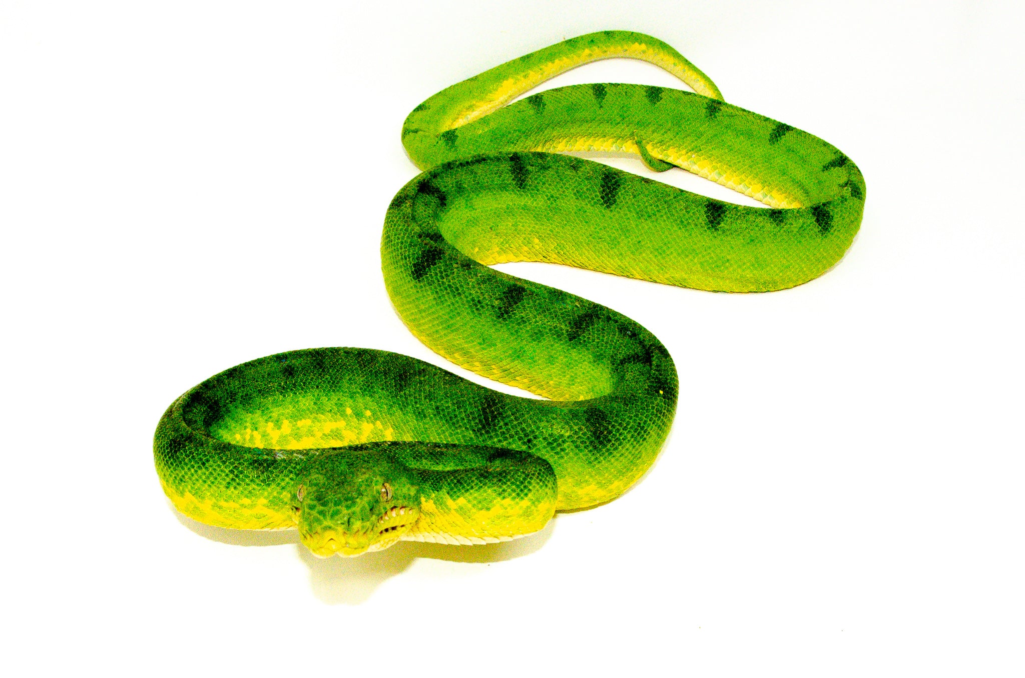 Anaconda Phase Emerald Tree Boa For Sale | American Reptile