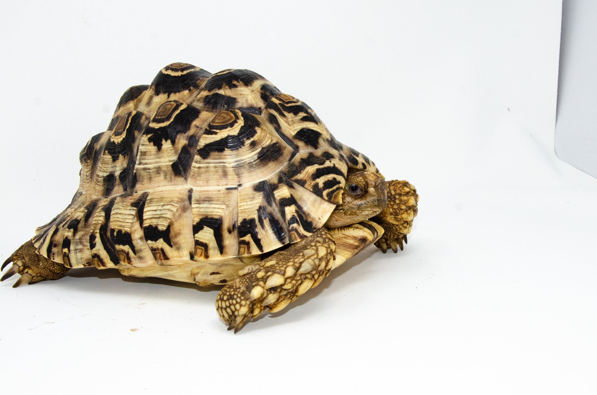Leopard Tortoise Female 1 (11-12 inch)(Stigmochelys p. babcocki)