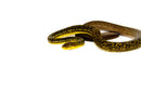 Timor Python Female (Malayopython timoriensis) - FEMALE 1