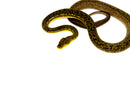 Timor Python Female (Malayopython timoriensis) - FEMALE 1