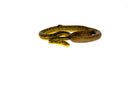 Timor Python Male (Malayopython timoriensis) - MALE 1