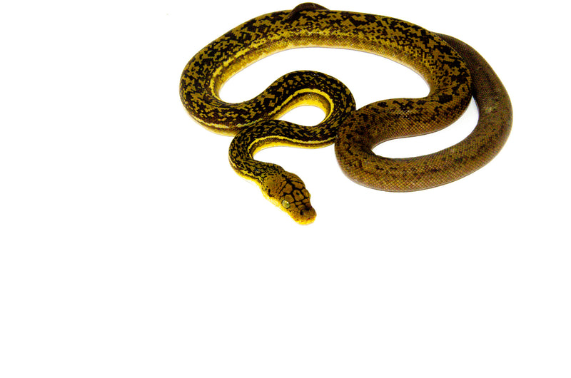 Timor Python Male (Malayopython timoriensis) - MALE 1