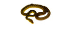 Timor Python Male (Malayopython timoriensis) - MALE 1