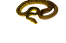 Timor Python Male (Malayopython timoriensis) - MALE 1