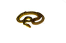 Timor Python Male (Malayopython timoriensis) - MALE 1