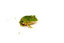 Four Spot Green Pacman Frog (Ceratophrys cranwelli)
