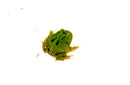 Four Spot Green Pacman Frog (Ceratophrys cranwelli)