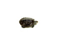 Northern Diamondback Terrapin (Malaclemys terrapin) (2-3 inch )