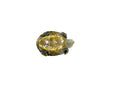 Northern Diamondback Terrapin (Malaclemys terrapin) (2-3 inch )