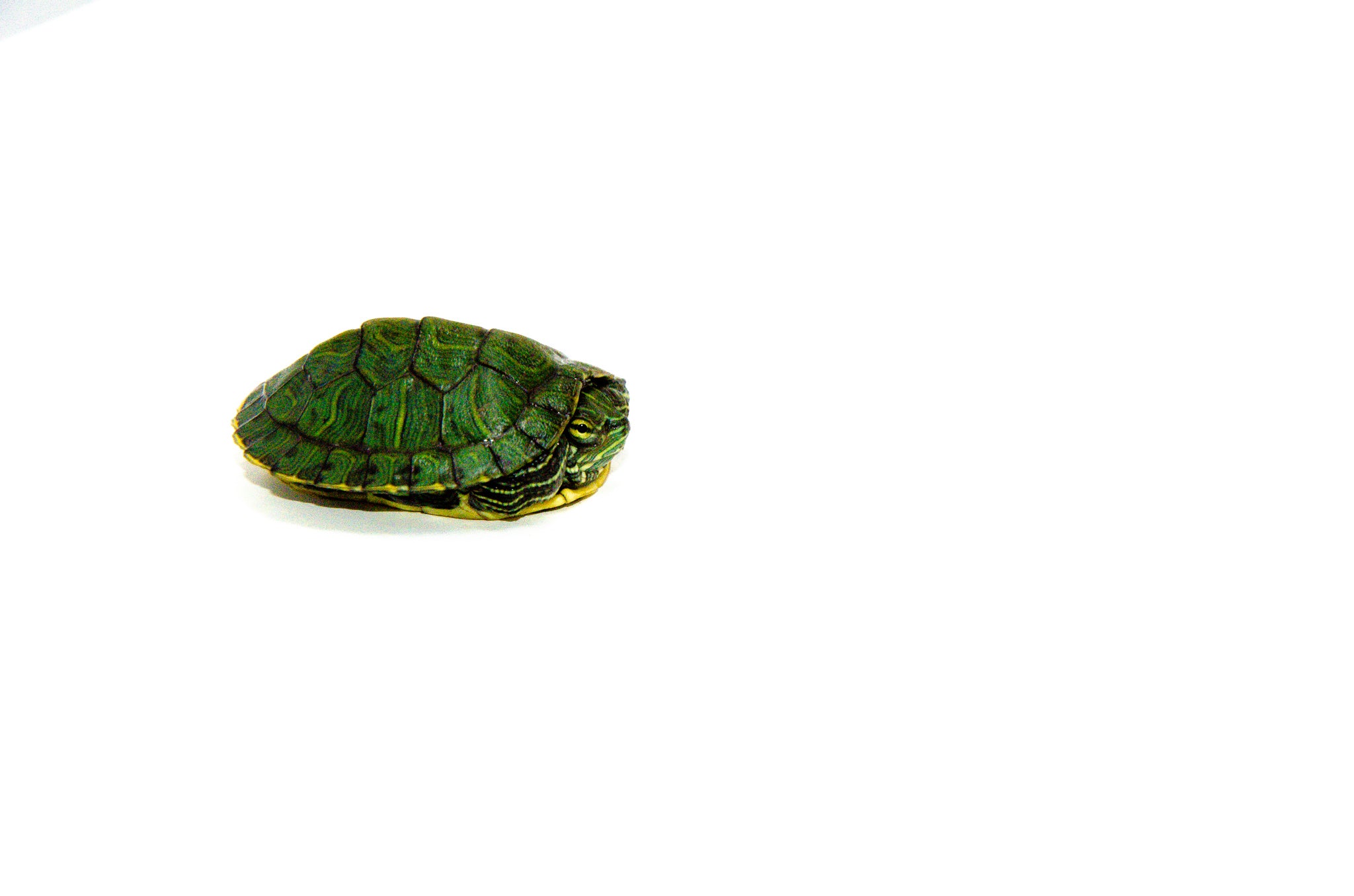 Baby Red Eared Slider Turtles For Sale American Reptile Distributors