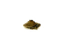 Southern Black-knobbed Sawback Map Turtle (Graptemys nigrinoda delticola)