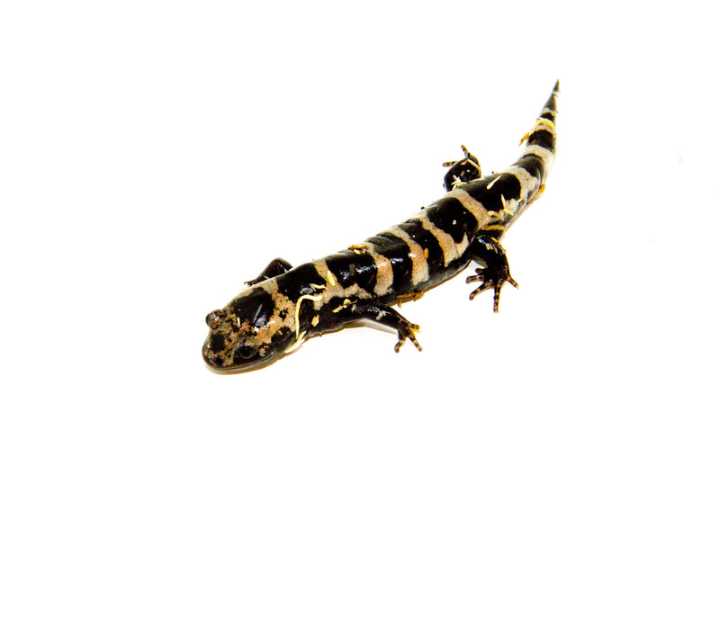Marbled Salamanders (Ambystoma opacum) no
