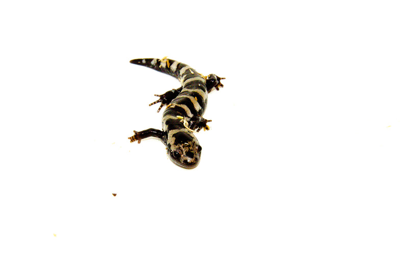 Marbled Salamanders (Ambystoma opacum) no