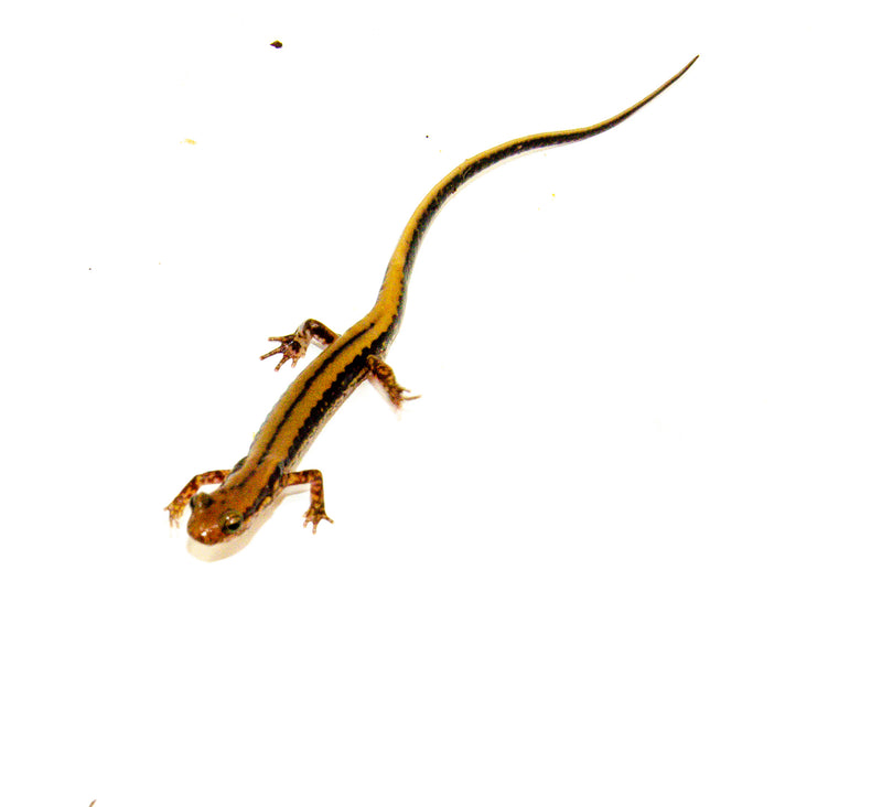 Three lined salamander (Eurycea guttilineata)