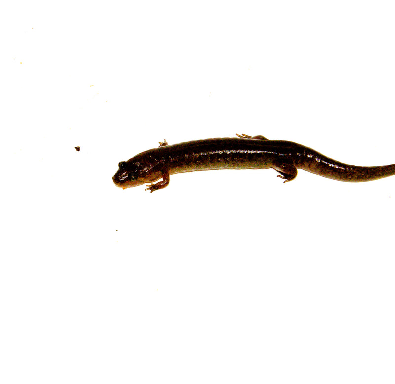 Southern dusky salamander (Desmognathus auriculatus)