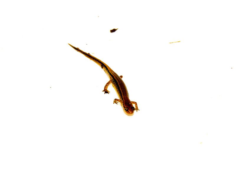 Southern two lined salamander (Eurycea cirrigera)