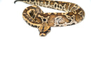Blood Python (Python curtus)