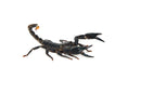 Malaysian Giant Blue Scorpion (Heterometrus spinifer)