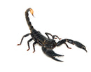 Malaysian Giant Blue Scorpion (Heterometrus spinifer)