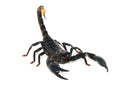 Malaysian Giant Blue Scorpion (Heterometrus spinifer)