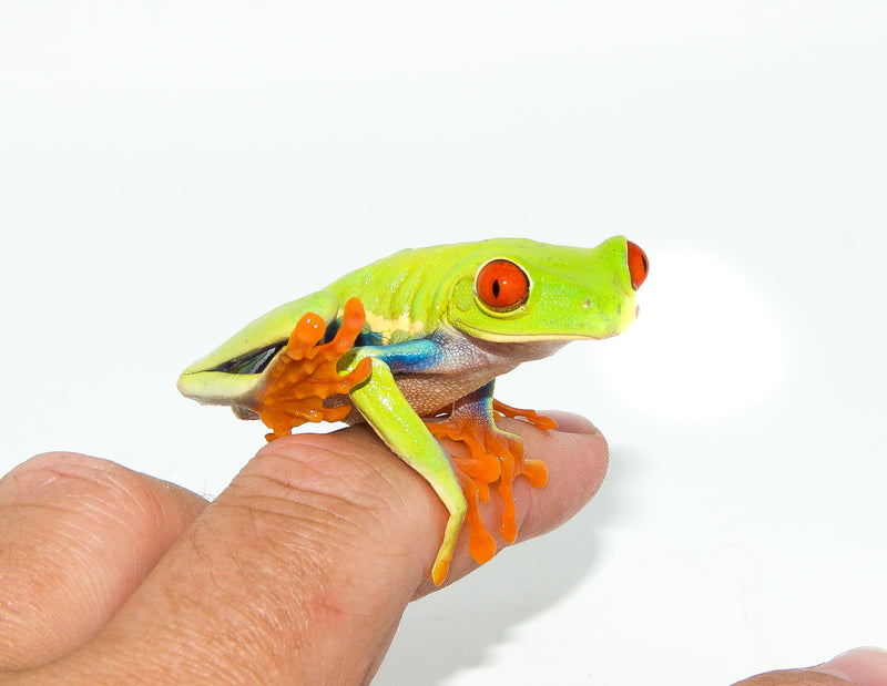 Red Eyed Tree Frog (Agalychnis callidryas)
