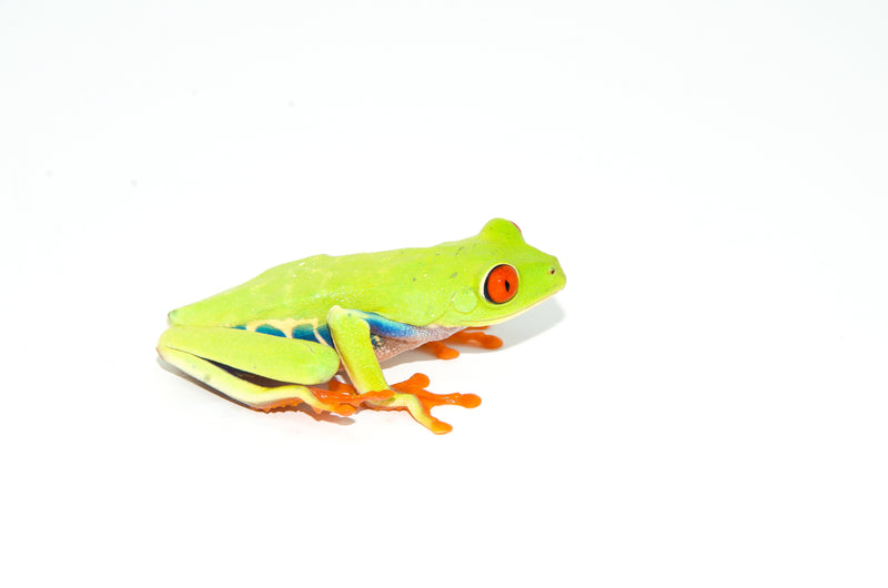 Red Eyed Tree Frog (Agalychnis callidryas)