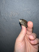 Concentric Diamondback Terrapin 2022 (Malaclemys terrapin)