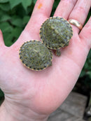 Rio Grande River Cooter Babies (Pseudemys gorzugi)