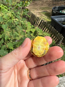 Pastel Clown Red Eared Slider Turtle