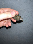 Concentric Diamondback Terrapin 2022 (Malaclemys terrapin)