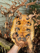Flat Shell Turtle Adult Female (Notochelys platynota)