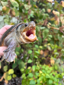 Vampire Musk Turtle Adult Male