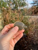 Gulf Coast Spiny Softshell Turtle Baby (Apalone spinifera aspera)