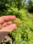 Pastel Clown Red Eared Slider Turtle