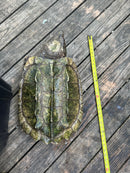 Alligator Snapping Turtle Adult Male (Macrochelys temminckii)
