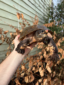 Flat Shell Turtle Adult Female (Notochelys platynota)