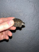 Concentric Diamondback Terrapin 2022 (Malaclemys terrapin)