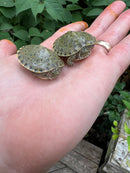 Rio Grande River Cooter Babies (Pseudemys gorzugi)