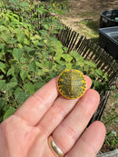 Pastel Clown Red Eared Slider Turtle