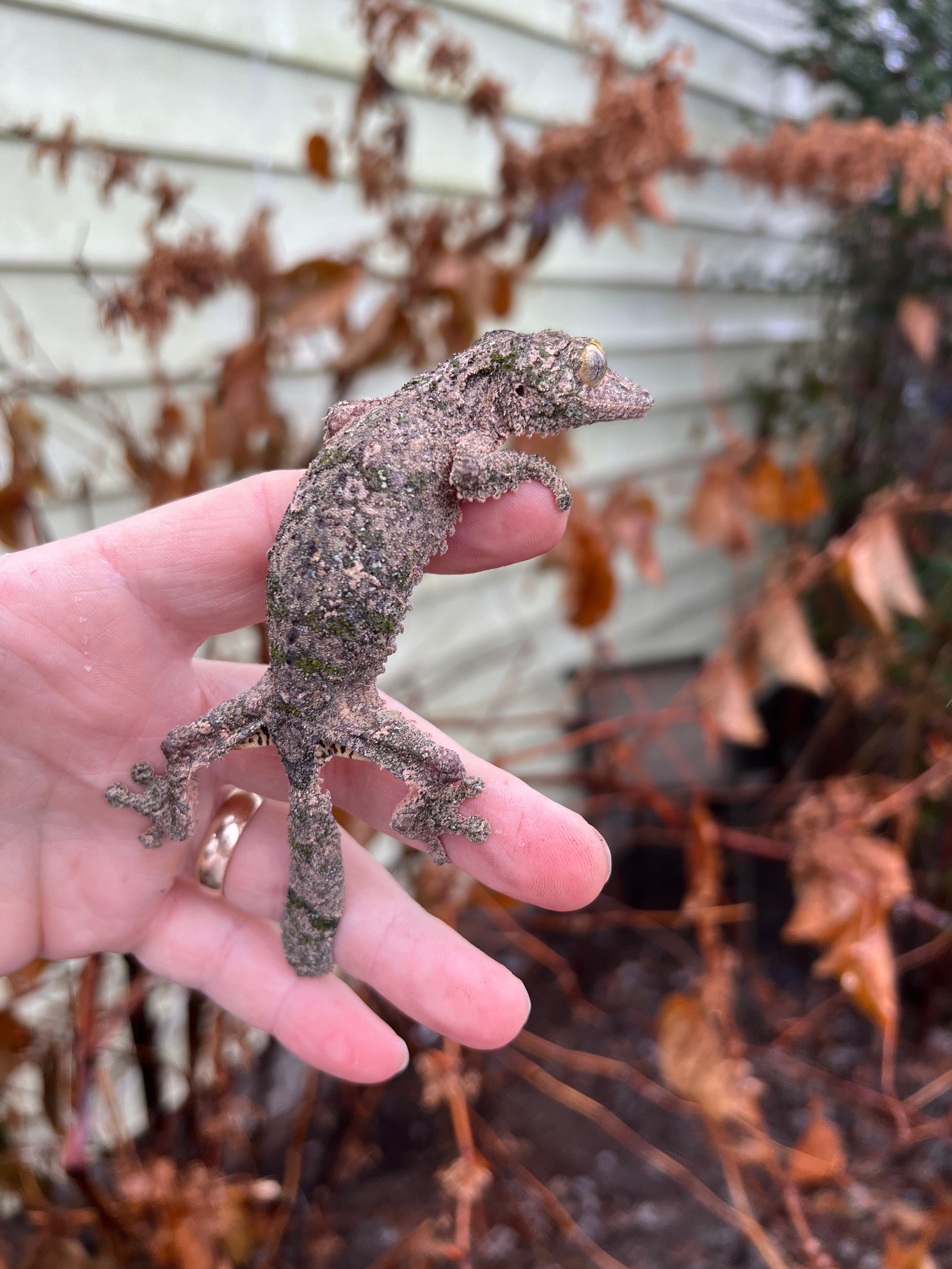 【美品】OZWRT Agave Leaf Tailed Gecko 17cm 美品】OZWRT Agave Leaf Tailed Gecko 17cm
