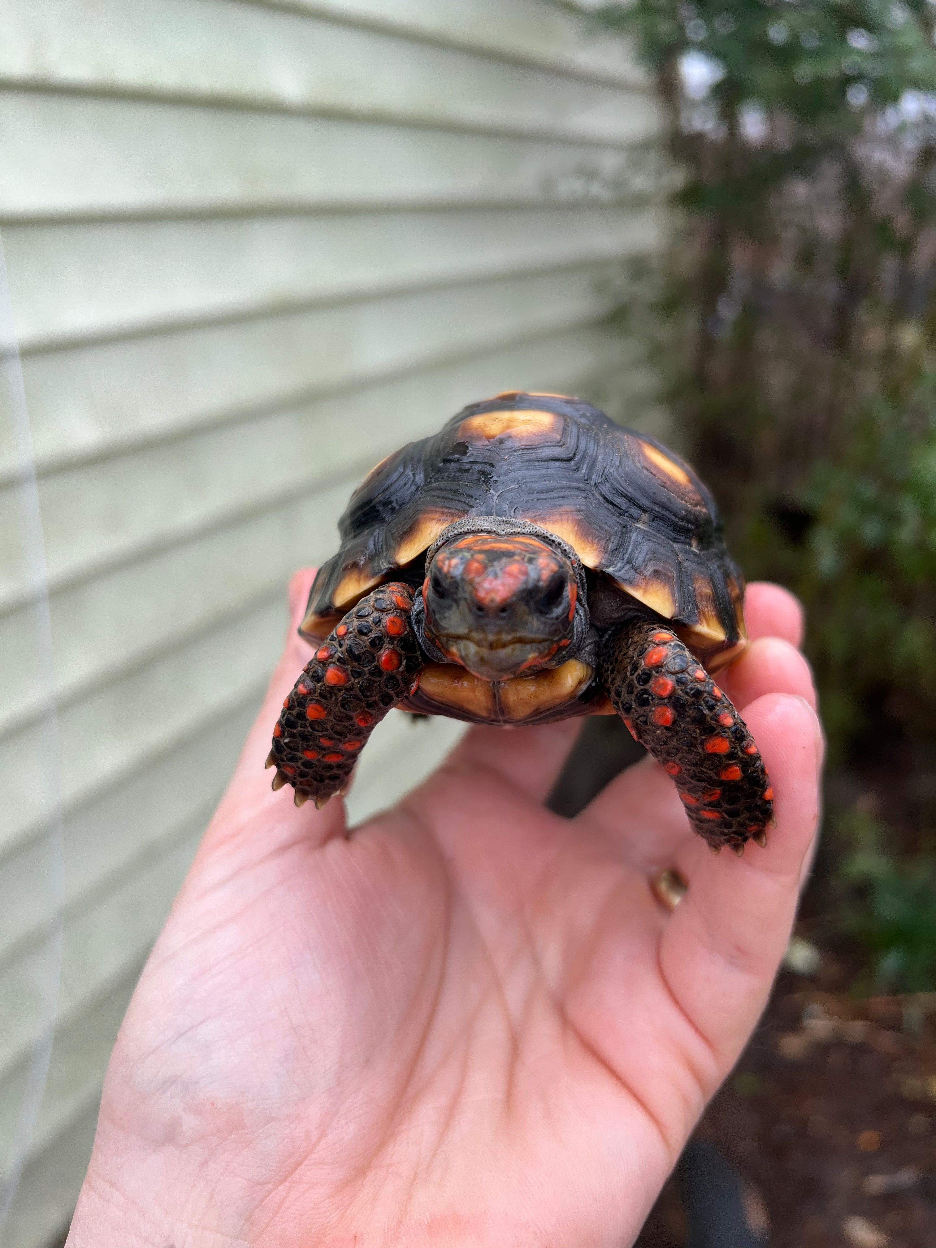 Brazilian Cherryhead Tortoise For Sale 