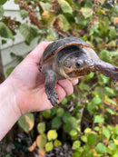 Vampire Musk Turtle Adult Female