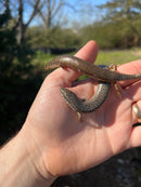 Ocellated Skink (Chalcides ocellatus ocellatus)
