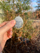 Gulf Coast Spiny Softshell Turtle Baby (Apalone spinifera aspera)