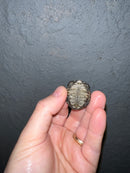 Concentric Diamondback Terrapin 2022 (Malaclemys terrapin)