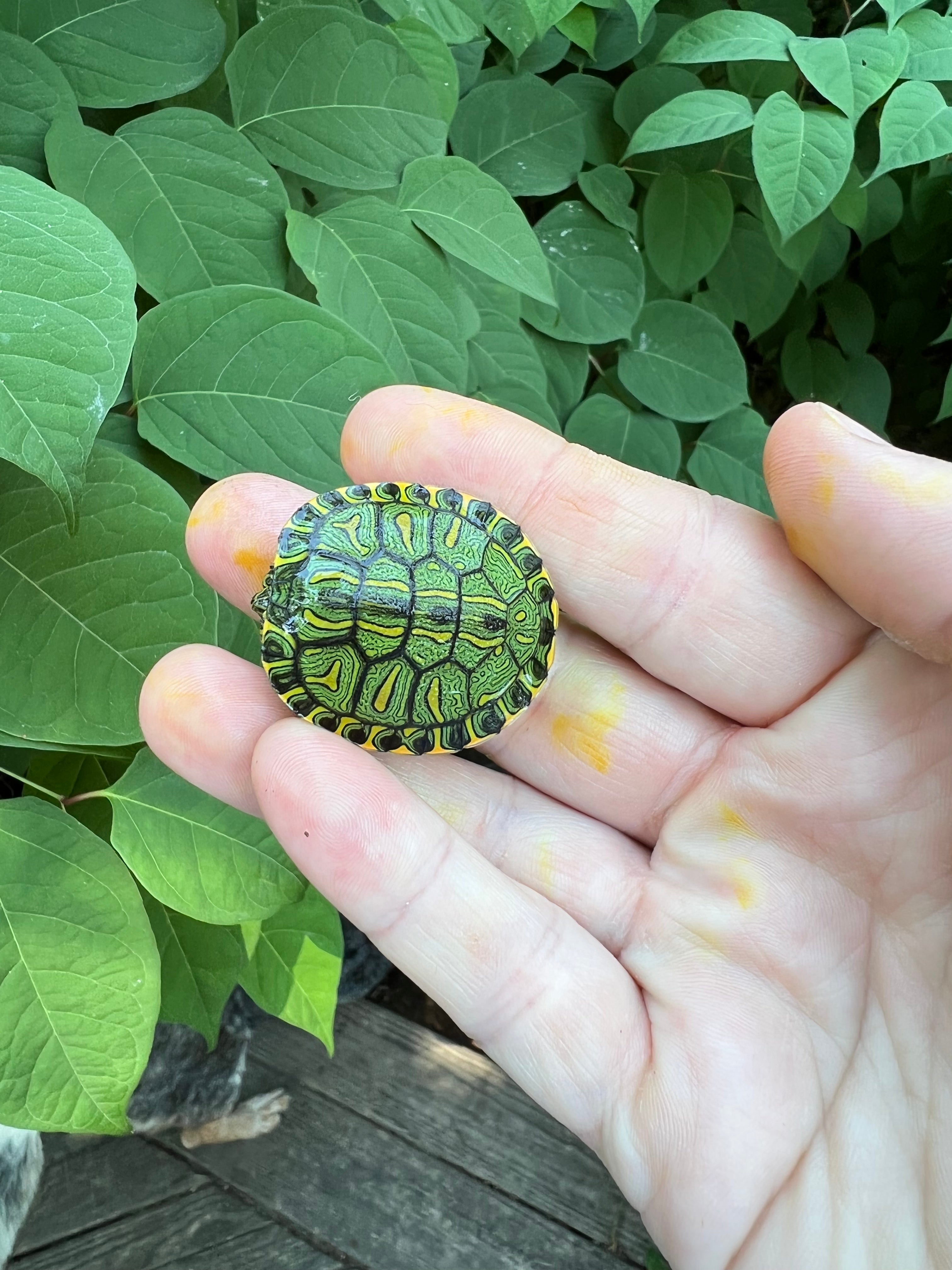 americanreptiles.com