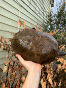 Flat Shell Turtle Adult Female (Notochelys platynota)