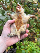 Vampire Musk Turtle Adult Male
