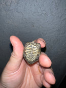 Concentric Diamondback Terrapin 2022 (Malaclemys terrapin)